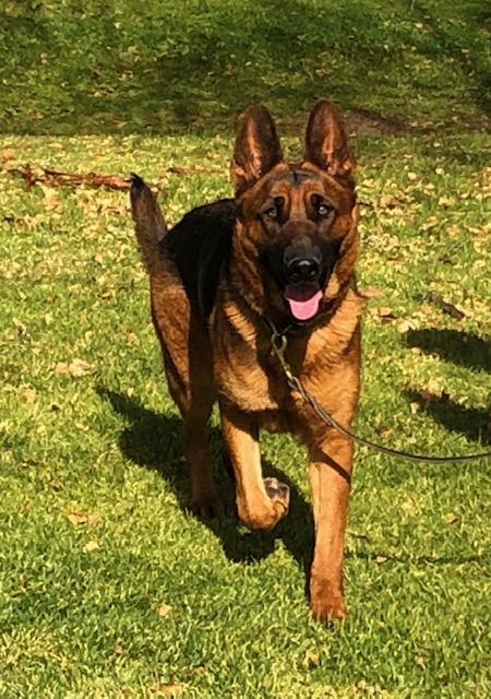 German Shepherd Breeders Los Angeles Ca 909 658 5227