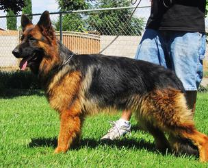 vom haus berg german shepherds